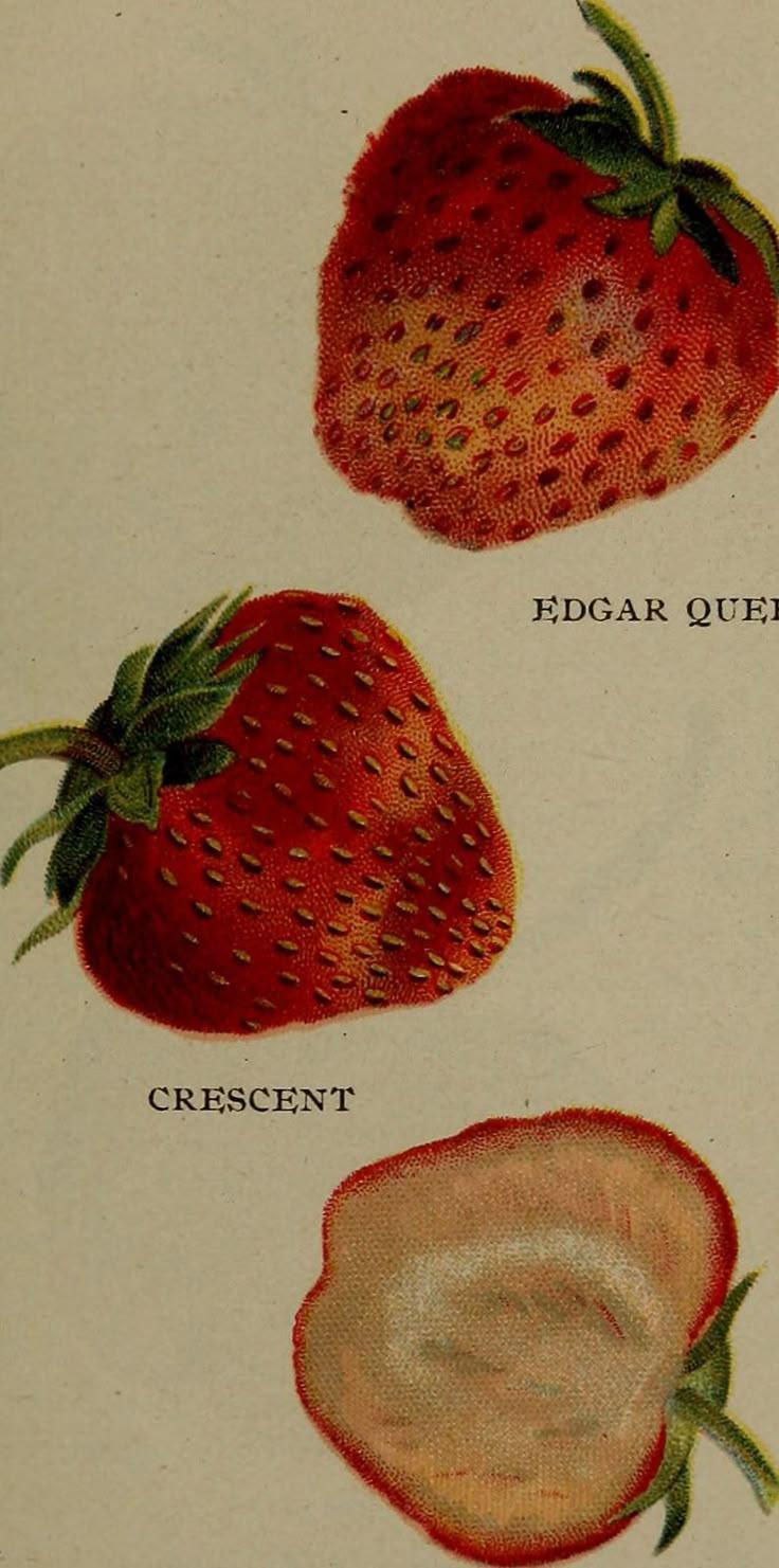 Berry Bounty: Handpicked Orchard Treasures