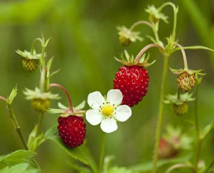 Rural Ruby: Lush Farm-Fresh Berry Blend